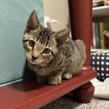 Rescue Domestic Short Hair Cats for Adoption in Bentonville, Arkansas - Mulan | PetCurious