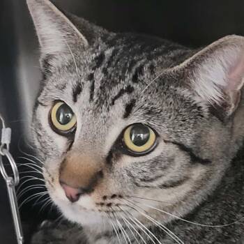 Elfie -  Domestic Short Hair Cat for Adoption in Las Vegas, Nevada - Elfie | PetCurious