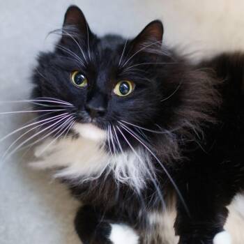Domestic Long Hair Cats Available for Adoption in Dover, New Hampshire - Monday | PetCurious