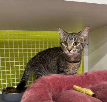 Razzles 2 -  Domestic Short Hair Cat for Adoption in Fort Lupton, Colorado - Razzles 2 | PetCurious