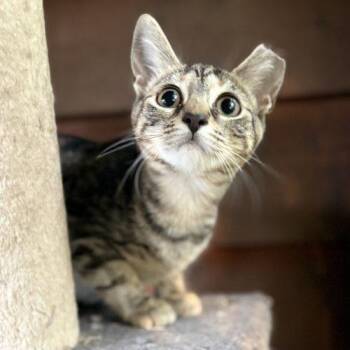 Yori -  Tabby and Domestic Short Hair Cat for Adoption in Knoxville, Tennessee - Yori | PetCurious