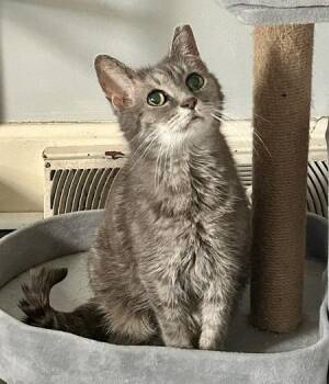 Domestic Short Hair Cats Available for Adoption in Youngsville, North Carolina - Thelma Lou25 | PetCurious