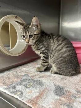 Cherry -  Manx and Domestic Short Hair Cat for Adoption in Picayune, Mississippi - Cherry | PetCurious