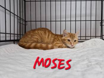 Rescue Domestic Short Hair Cats for Adoption in Rome, Georgia - Moses | PetCurious