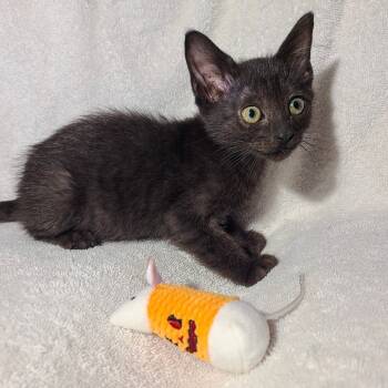 Rescue Domestic Short Hair Cats for Adoption in San Diego, California - Vale | PetCurious