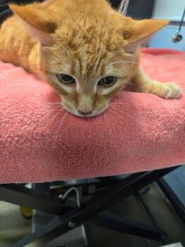 Domestic Short Hair Cats Available for Adoption in Detroit, Michigan - Colt Keith | PetCurious