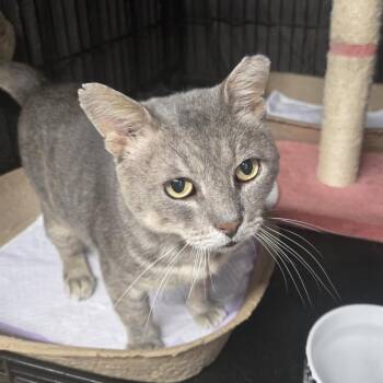 Rescue Domestic Short Hair Cats for Adoption - Riffraff | PetCurious