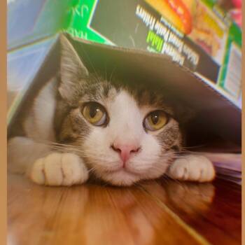 Domestic Short Hair Cats Available for Adoption in Long Beach, California - Jagger | PetCurious