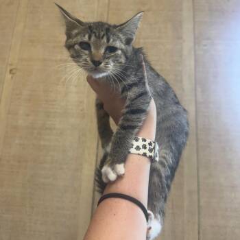 Bashful -  Domestic Short Hair Cat for Adoption in New York, New York - Bashful | PetCurious