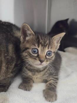 Holly -  Domestic Short Hair Cat for Adoption in Oxford, North Carolina - Holly | PetCurious