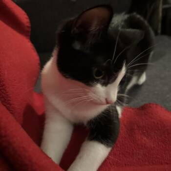 Gabby -  Domestic Short Hair Cat for Adoption in Syracuse, New York - Gabby | PetCurious