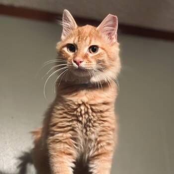 Rescue Domestic Medium Hair Cats for Adoption in Hopkinton, Massachusetts - Soren, Loki And Valor | PetCurious