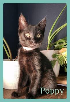POPPY -  Tabby Cat for Adoption in Lawton, Oklahoma - POPPY | PetCurious