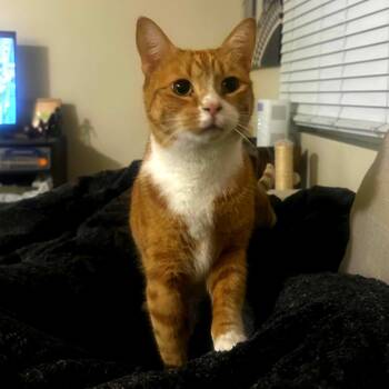 Banksy -  Domestic Short Hair Cat for Adoption - Banksy | PetCurious