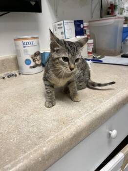 Zoey -  Domestic Short Hair Cat for Adoption in Ontario, California - Zoey | PetCurious