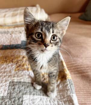 Rescue Domestic Short Hair Cats for Adoption in Durango, Colorado - Whiskey | PetCurious