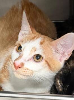 Copper 26 -  Tabby and Domestic Short Hair Cat for Adoption in Brookhaven, Mississippi - Copper 26 | PetCurious
