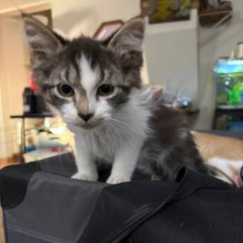 Sam -  Domestic Medium Hair Cat for Adoption in Manhattan, Kansas - Sam | PetCurious