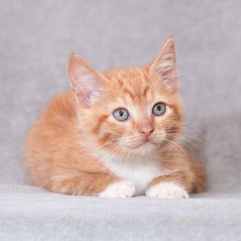 Landon (Pink) -  Domestic Short Hair Cat for Adoption in Sunnyvale, California - Landon (Pink) | PetCurious