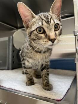 Rescue Domestic Short Hair Cats for Adoption in Carrollton, Texas - Tonka | PetCurious