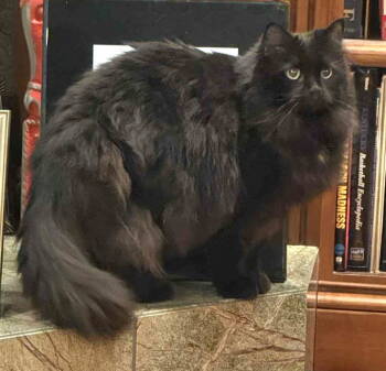 Rescue Domestic Long Hair Cats for Adoption in Franklin, Tennessee - SHADOW | PetCurious