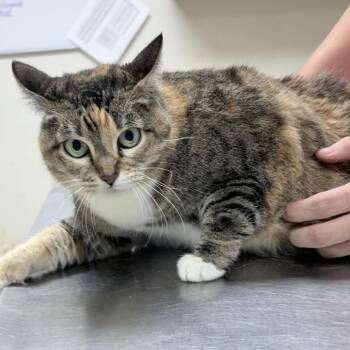 Alley-0A17 -  Domestic Short Hair Cat for Adoption in Tyler, Texas - Alley-0A17 | PetCurious