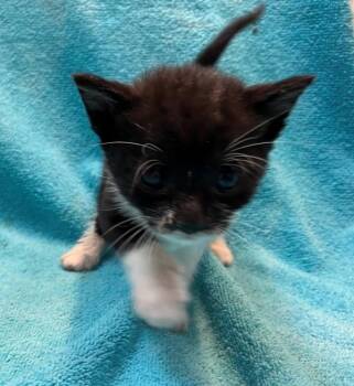 Hummus -  Domestic Short Hair Cat for Adoption in New York, New York - Hummus | PetCurious