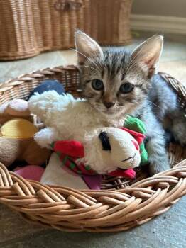 PEYTON -  Domestic Short Hair Cat for Adoption in Tustin, California - PEYTON | PetCurious