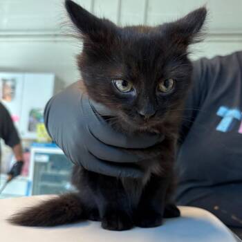 Chandelure -  Domestic Short Hair Cat for Adoption in Huntington, West Virginia - Chandelure | PetCurious