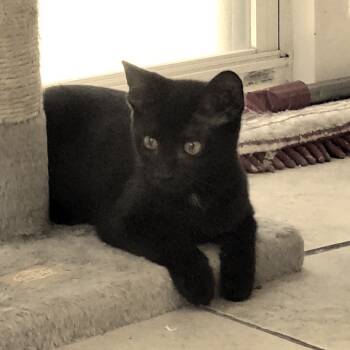 Rescue Domestic Short Hair Cats for Adoption in Newport News, Virginia - Karen | PetCurious