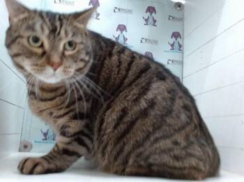 CODY -  Domestic Short Hair Cat for Adoption in Orlando, Florida - CODY | PetCurious