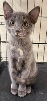 Pewter -  Domestic Short Hair Cat for Adoption - Pewter | PetCurious