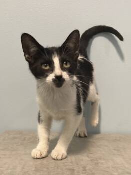 Rescue Domestic Medium Hair and Domestic Short Hair Cats for Adoption in New Orleans, Louisiana - Macaroni | PetCurious