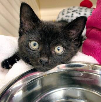 Wolfgang -  Domestic Short Hair Cat Available for Adoption in Bloomington, Indiana - Wolfgang | PetCurious
