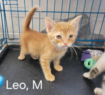 Domestic Short Hair Cats Available for Adoption in Camden, Tennessee - Leo | PetCurious