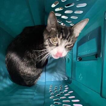 Kewpie -  Domestic Short Hair Cat Available for Adoption in Newark, New Jersey - Kewpie | PetCurious