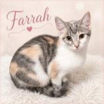 Farrah -  Domestic Short Hair Cat for Adoption in Portsmouth, Ohio - Farrah | PetCurious