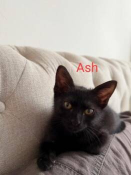 Rescue Domestic Short Hair Cats for Adoption in Liverpool, Texas - Ash | PetCurious