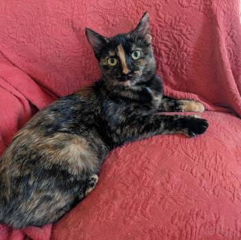 Rescue Tortoiseshell Cats for Adoption in Benton, Kansas - Kitty | PetCurious
