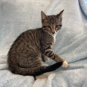 Dude -  Domestic Short Hair Cat for Adoption in Park City, Utah - Dude | PetCurious