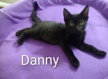 Danny -  Bombay Cat for Adoption in Wyandotte, Michigan - Danny | PetCurious