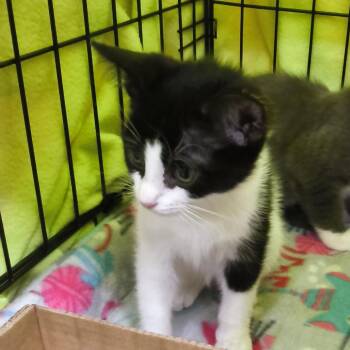 Cypress -  Domestic Short Hair Cat for Adoption in Jessup, Maryland - Cypress | PetCurious