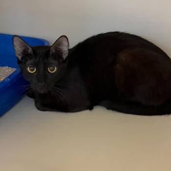 Bluegill 54035 -  Domestic Short Hair Cat for Adoption in Las Vegas, Nevada - Bluegill 54035 | PetCurious