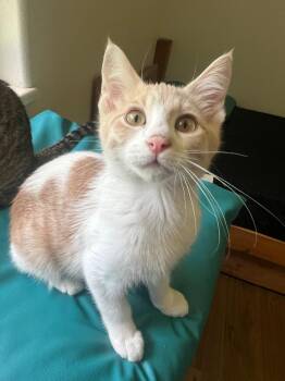 Domestic Short Hair Cats Available for Adoption in Vashon, Washington - Buttercup | PetCurious