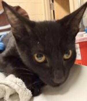 Licorice -  Domestic Short Hair Cat for Adoption in Redmond, Oregon - Licorice | PetCurious