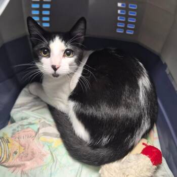 Archie -  Domestic Short Hair Cat for Adoption in Wahiawa, Hawaii - Archie | PetCurious