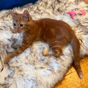 Gus -  Domestic Short Hair Cat for Adoption in Plainfield, Illinois - Gus | PetCurious