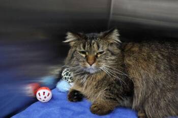 Domestic Long Hair Cats Available for Adoption in Dayton, Minnesota - Acey | PetCurious