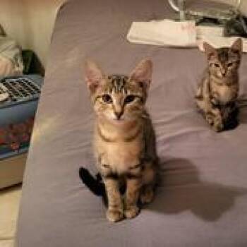 Domestic Short Hair Cats Available for Adoption in Liverpool, Texas - Tiny | PetCurious