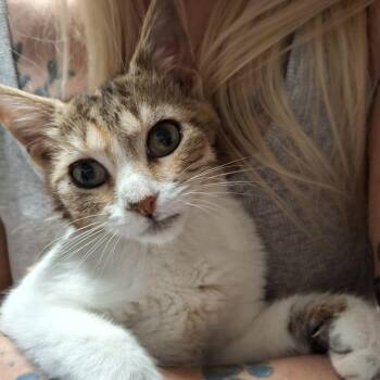 Rescue Torbie Cats for Adoption in Lawrenceville, Georgia - Sugar | PetCurious